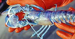 Blue Lobster