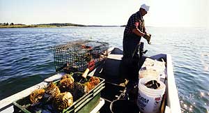 buoys and floats on a lobsterman's truck