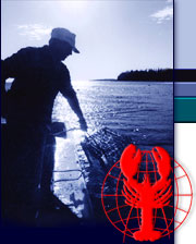 Maine Lobsters