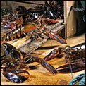 Live Lobster